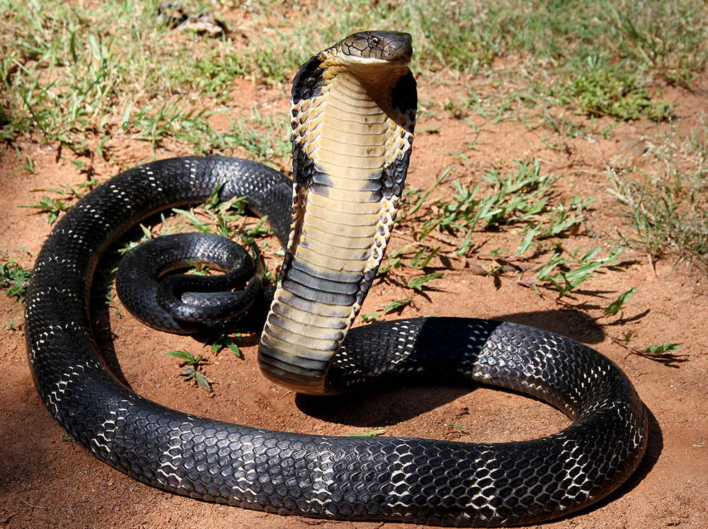 Королевская кобра фото